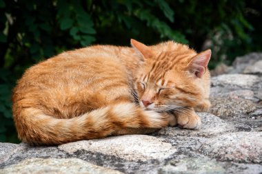 Sleeping orange cat closeup on stone wall