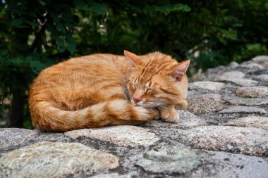 Taş duvarda uyuyan turuncu kedi.