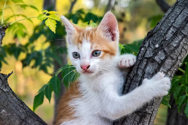 Little Kitten Plays Tree Branches Closeup — Stok fotoğraf