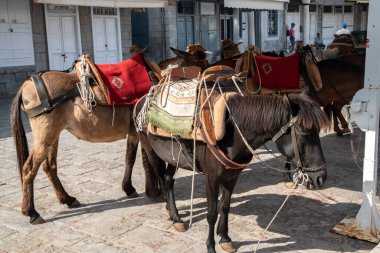 Güneşli bir yaz gününde küçük bir Akdeniz kasabasında yük katırı.