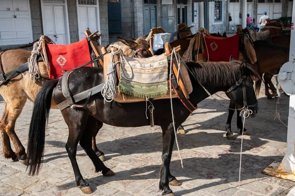 Pack Mule Small Mediterranean Town Street Suny Summer Day — Photo