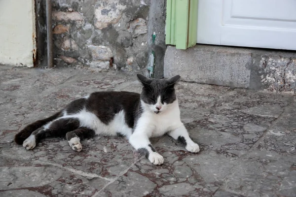 Black White Cat Lying Street Slabs Closeup — Stock fotografie