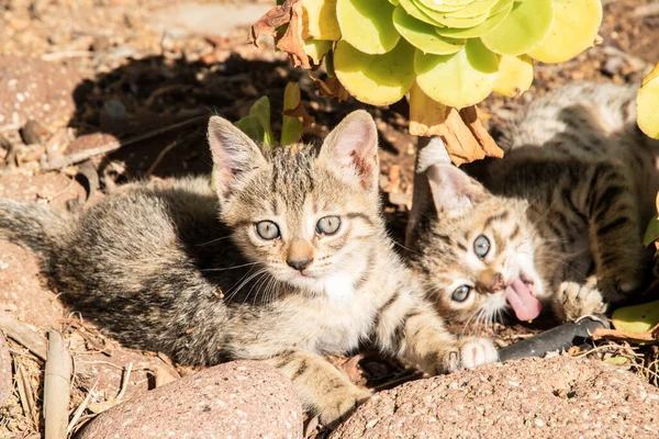 Little Tabby Kittens Playing Garden Cacti Sunny Summer Day — Zdjęcie stockowe