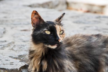 Tricolor female street cat closeup on street slabs