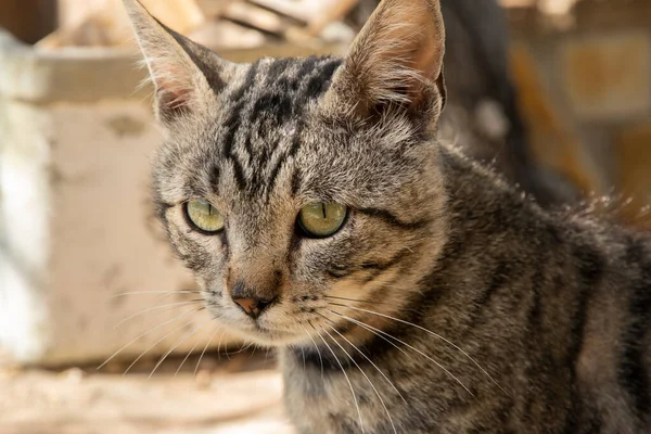 Portrait Adorable Tabby Street Cat Closeup — Foto Stock