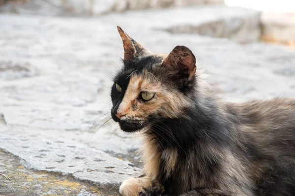Tricolor Female Street Cat Closeup Street Slabs — Photo