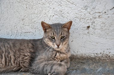 Gray street cat lying down by house wall