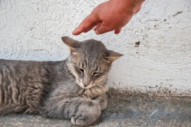 Female hand stroking lying gray cat closeup