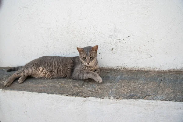 Gray Street Cat Lying House Wall — 图库照片