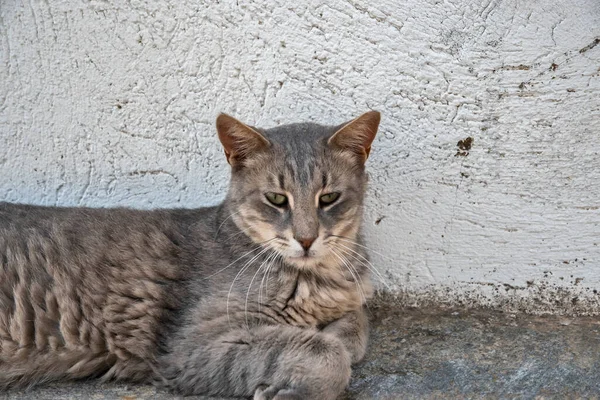 Gray Street Cat Lying House Wall — Stock fotografie