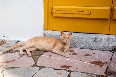 Orange street cat lying down by house door