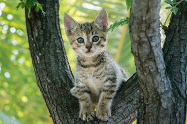 Little tabby kitten plays among tree branches closeup