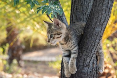 Little tabby kitten plays among tree branches closeup