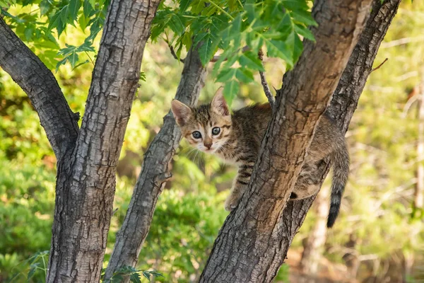 Little Tabby Kitten Plays Tree Branches Closeup — Fotografia de Stock