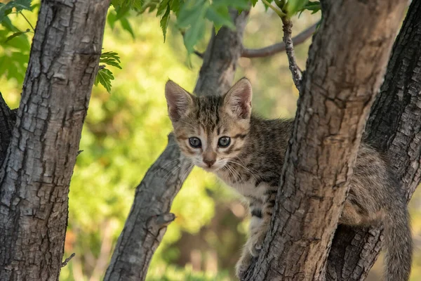 Little Tabby Kitten Plays Tree Branches Closeup — Stock Fotó