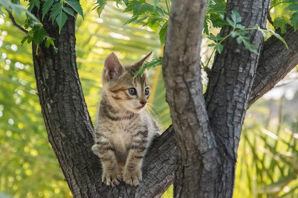 Little Tabby Kitten Plays Tree Branches Closeup — Stock Fotó
