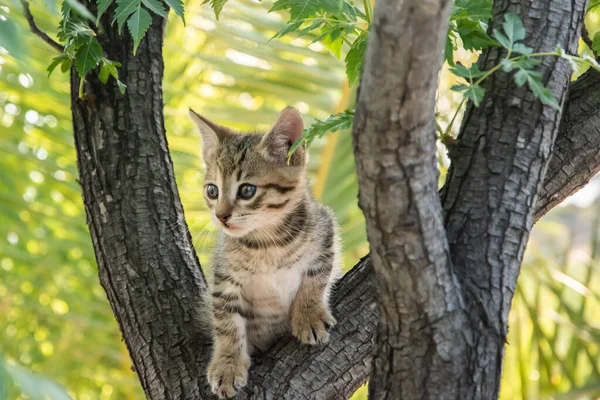 Little Tabby Kitten Plays Tree Branches Closeup — Stock fotografie