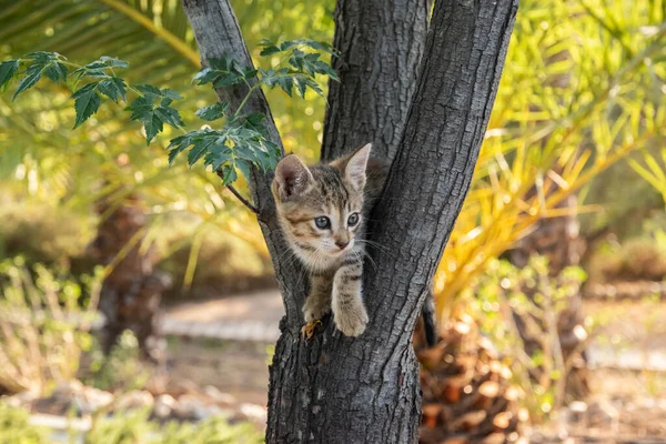 Little Tabby Kitten Plays Tree Branches Closeup — Stok fotoğraf