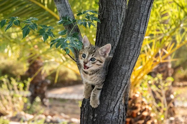 Little Tabby Kitten Plays Tree Branches Closeup — Stock Fotó