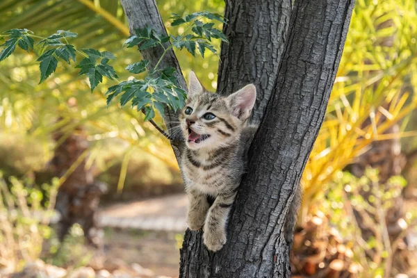 Little Tabby Kitten Plays Tree Branches Closeup — Stok fotoğraf