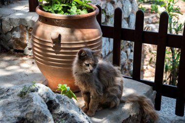Akdeniz ev bahçesinde oturan sokak kedisi.