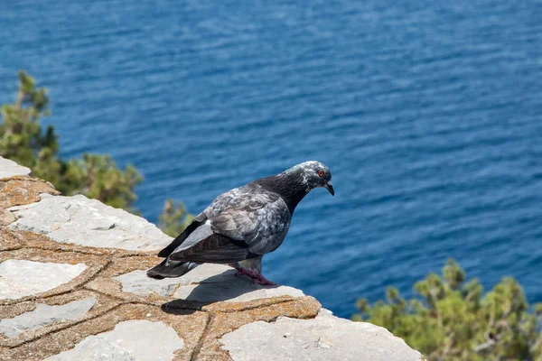 Taube Thront Auf Steinplatten Vor Blauem Meeresgrund — Stockfoto