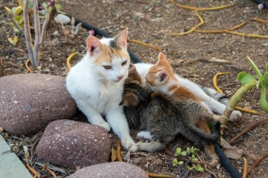 Küçük kediler evlerinin bahçesinde annelerinden emziriyorlar.
