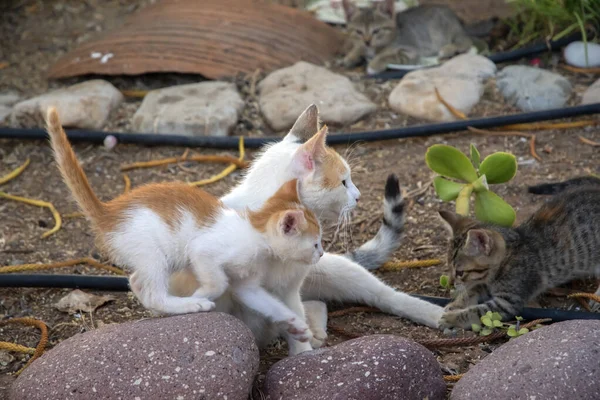 女性猫とともに小さな子猫遊びで家の庭 — ストック写真