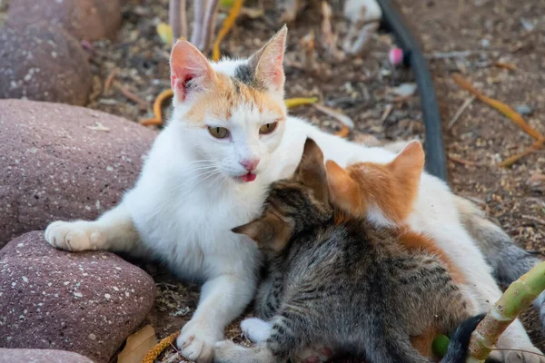 Pequeños Gatitos Amamantan Madre Primer Plano Casa Jardín —  Fotos de Stock