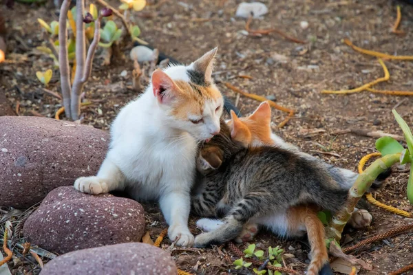 Pequeños Gatitos Amamantan Madre Primer Plano Casa Jardín —  Fotos de Stock