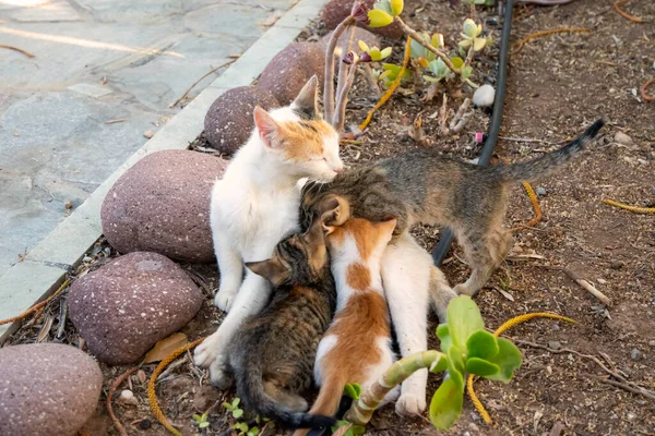 Pequeños Gatitos Amamantan Madre Primer Plano Casa Jardín —  Fotos de Stock