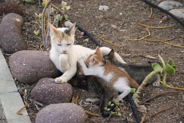 Pequenos Gatinhos Amamentam Sua Mãe Closeup Jardim Casa — Fotografia de Stock