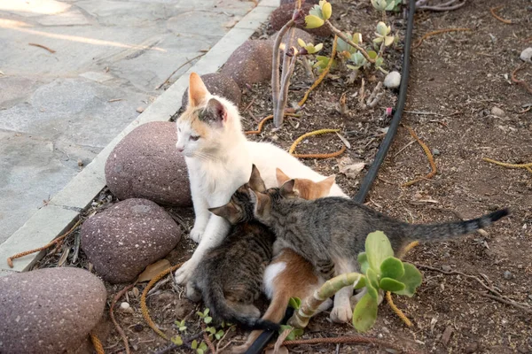 Pequenos Gatinhos Amamentam Sua Mãe Closeup Jardim Casa — Fotografia de Stock