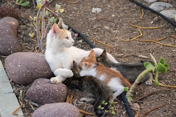 Pequenos Gatinhos Amamentam Sua Mãe Closeup Jardim Casa — Fotografia de Stock