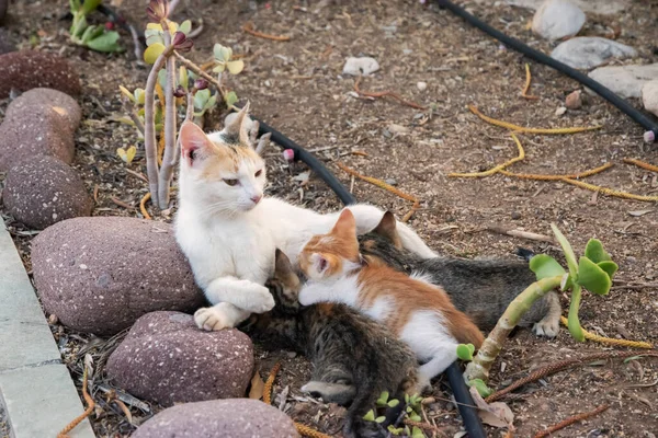 Pequenos Gatinhos Amamentam Sua Mãe Closeup Jardim Casa — Fotografia de Stock