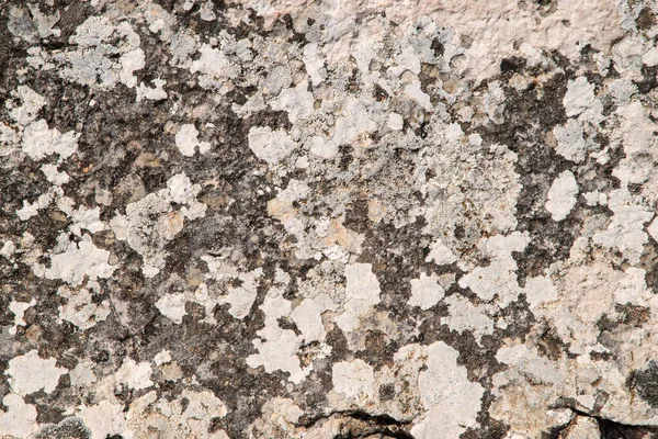 Surface Rocheuse Couverte Lichens Mousses Gros Plan Comme Fond — Photo