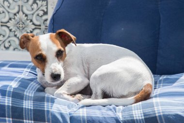 Dişi Jack Russell Terrier yatakta yatıyor.