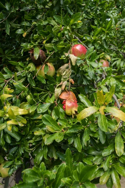 Ripe Fruit Pomegranate Tree Closeup Sunny Summer Day — Stock Photo, Image