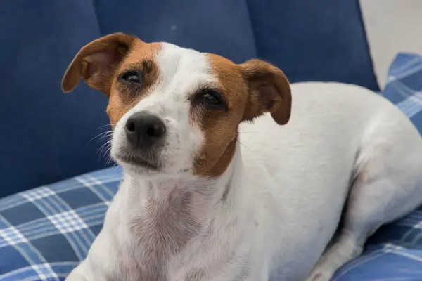 Dişi Jack Russell Terrier Yatakta Yatıyor — Stok fotoğraf
