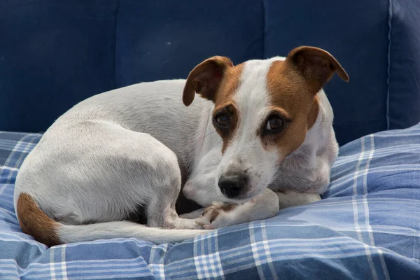 Female Jack Russell Terrier Lying Bed — Stock Photo, Image