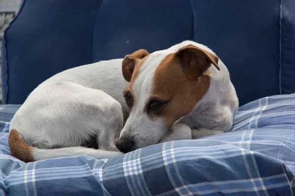 Kobieta Jack Russell Terrier Leży Łóżku — Zdjęcie stockowe