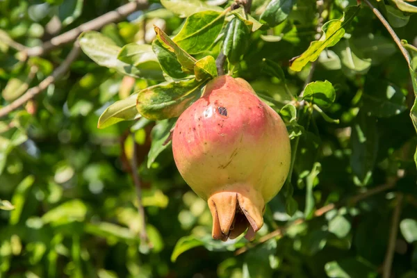 Fruta Madura Romã Closeup Árvore Dia Ensolarado Verão — Fotografia de Stock