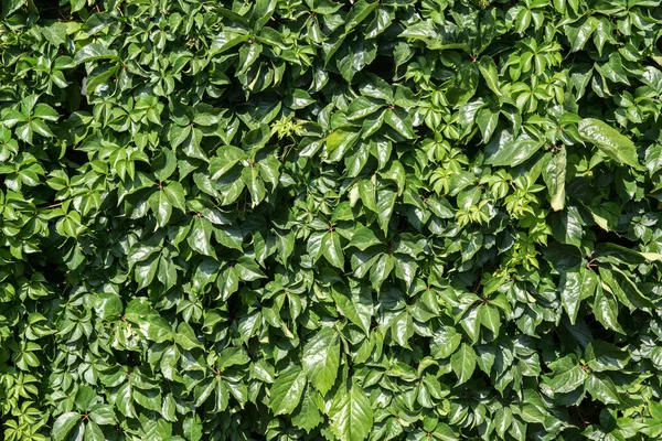 Pared Jardín Cubierta Enredaderas Verdes Primer Plano Como Fondo Natural —  Fotos de Stock