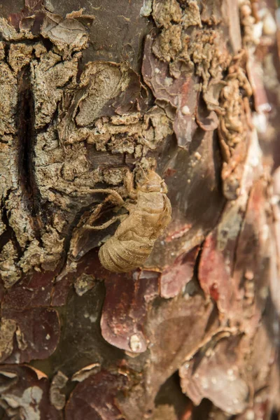 Cáscara Seca Una Cigarra Pegada Resina Del Árbol —  Fotos de Stock