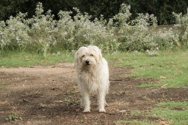 Schattige Witte Shaggy Straathond Closeup — Stockfoto