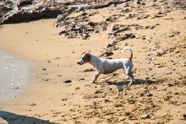 Genç bayan Jack Russell Terrier kumsalda oynuyor.