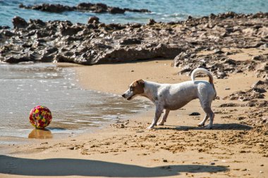 Genç bayan Jack Russell Terrier kumsalda oynuyor.
