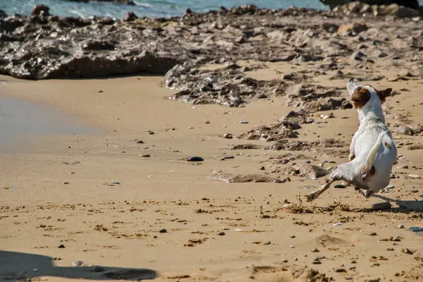 Fiatal Női Jack Russell Terrier Játszik Tenger Homokos Strandján — Stock Fotó