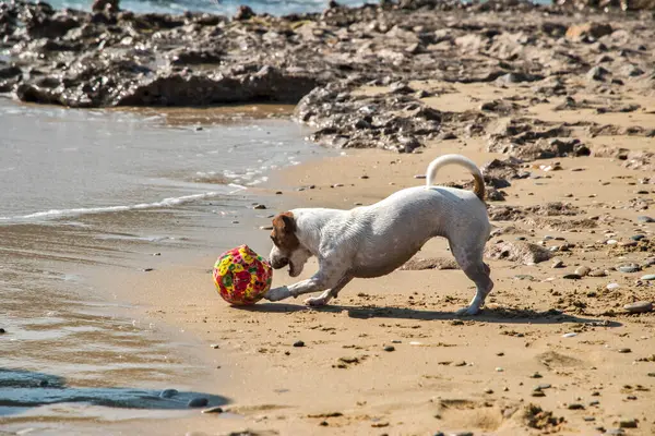 Fiatal Női Jack Russell Terrier Játszik Tenger Homokos Strandján — Stock Fotó