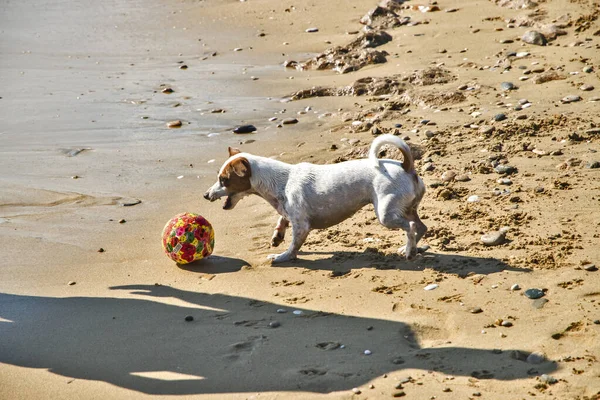 Giovane Femmina Jack Russell Terrier Giocare Sulla Spiaggia Sabbiosa Mare — Foto Stock